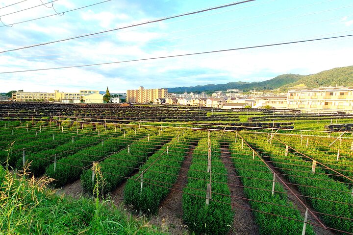 Slow Cycling Tour at Uji's Matcha Green Tea Fields and Heritage