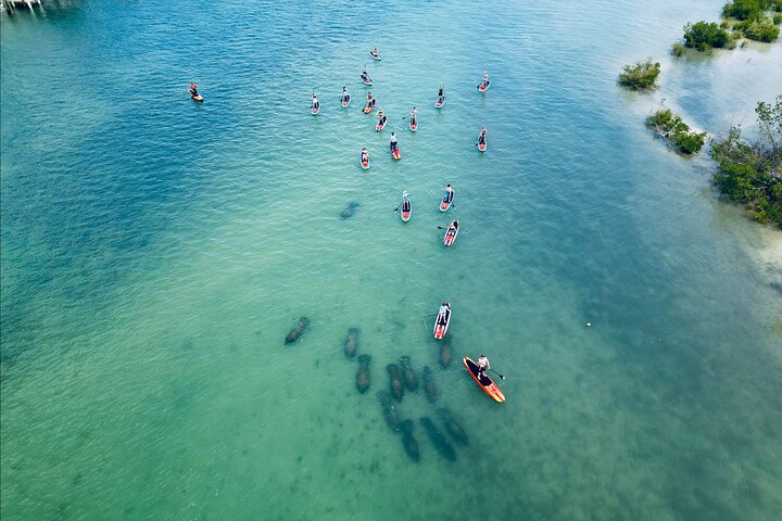 Dolphin, Manatee and Sea Turtle Adventure Tour of Bonita Springs