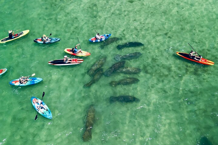 Dolphin, Manatee and Sea Turtle Adventure Tour of Bonita Springs