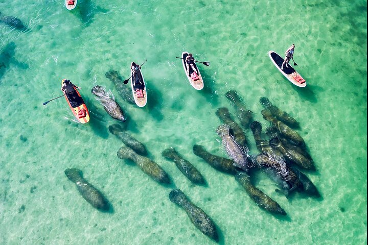 Dolphin, Manatee and Sea Turtle Adventure Tour of Bonita Springs