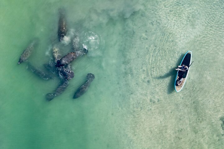 Dolphin, Manatee and Sea Turtle Adventure Tour of Bonita Springs