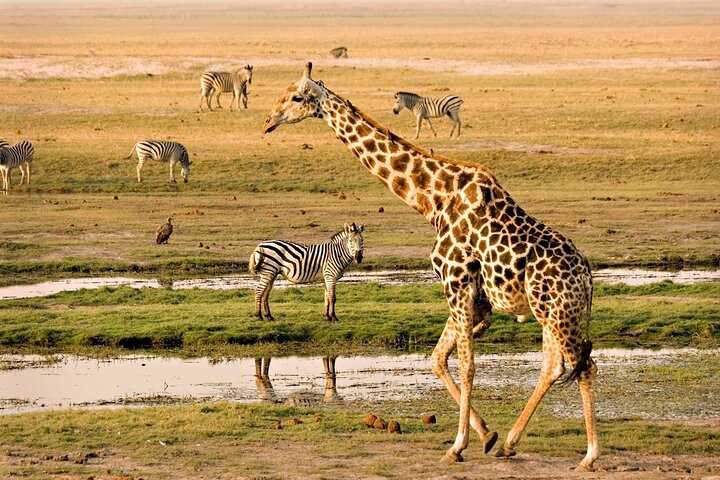 Chobe Day Trip Safari from Livingstone