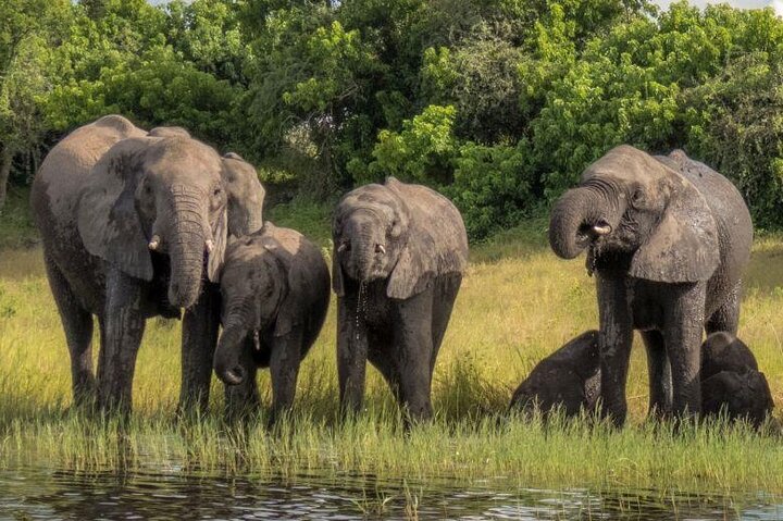 Chobe Day Trip Safari from Livingstone