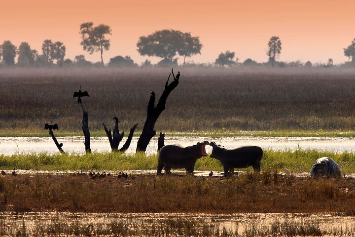 Chobe Day Trip Safari from Livingstone