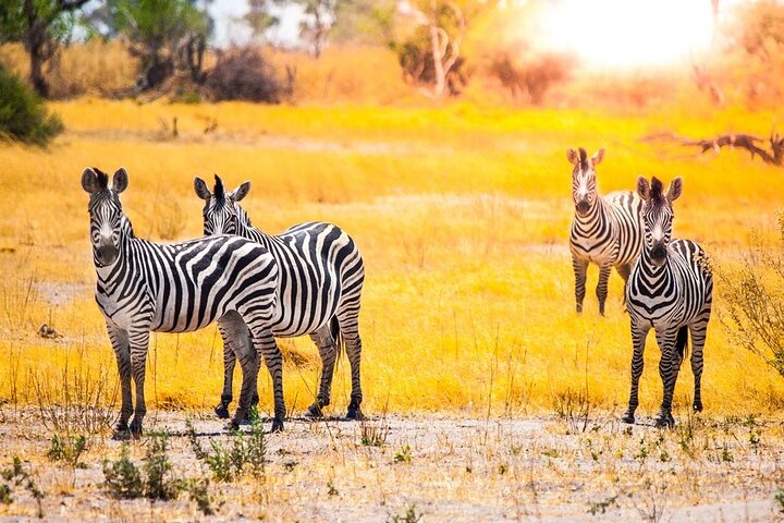 Chobe Day Trip Safari from Livingstone