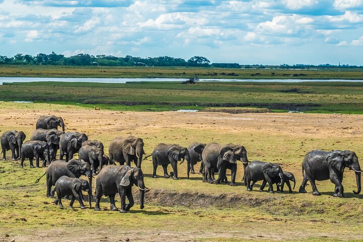 Chobe Day Trip Safari from Livingstone