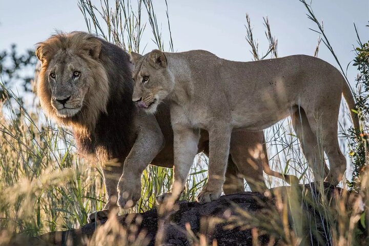 Chobe Day Trip Safari from Livingstone