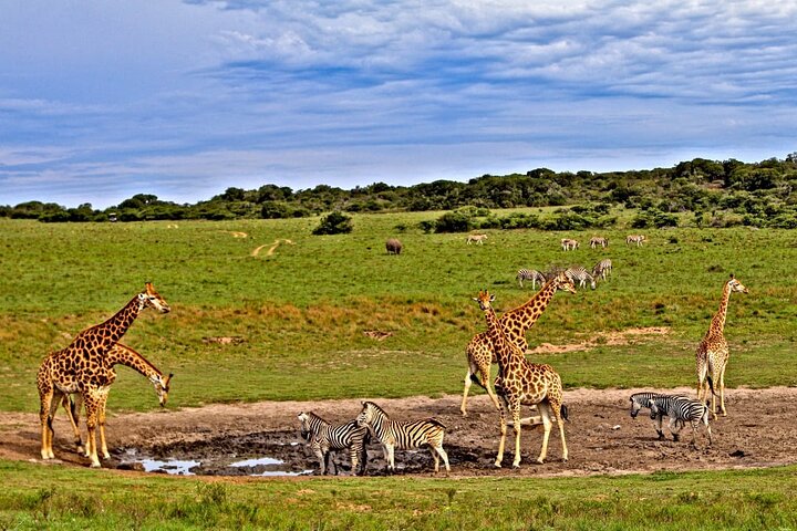 2 days 1 Night Tsavo East Private Safari from Diani beach