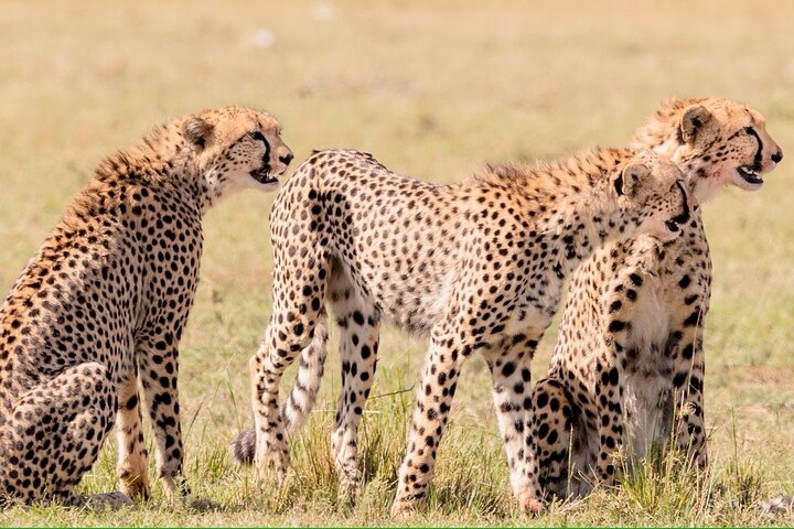 2 days 1 Night Tsavo East Private Safari from Diani beach