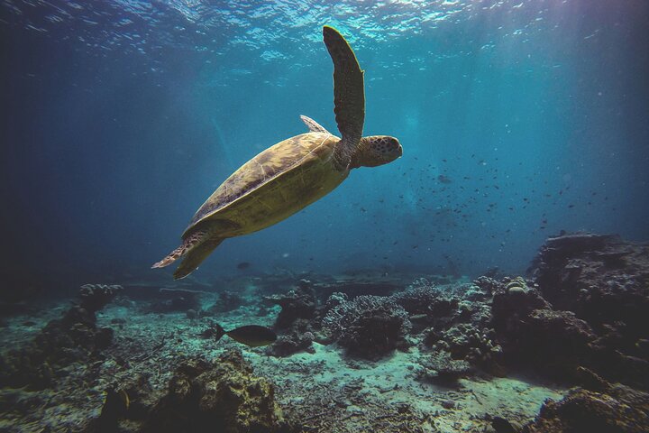 3 Semporna Islands Tour with Snorkel or Diving Experience
