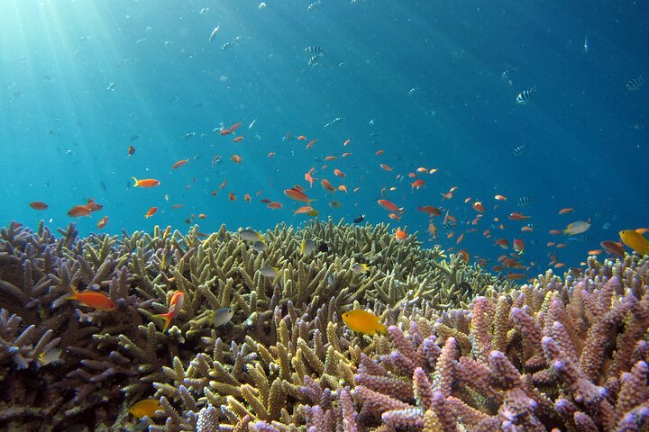 3 Semporna Islands Tour with Snorkel or Diving Experience
