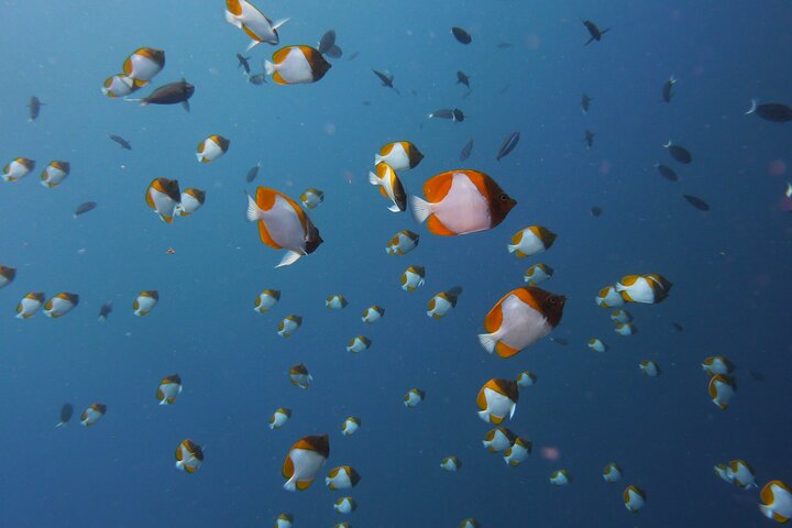3 Semporna Islands Tour with Snorkel or Diving Experience