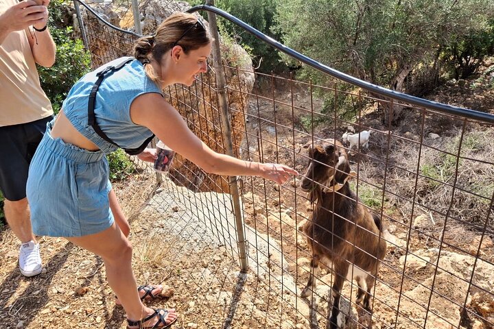 Kefalonia: Private Olive Oil, Honey & Wine Tasting Experience