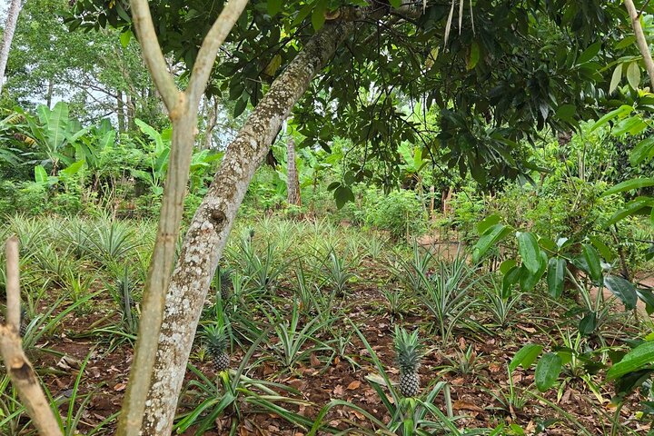 Zanzibar Spice Tour