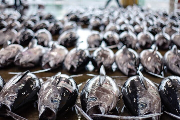Tuna Auction Market Guided Private Tour in Nachi-Katsuura