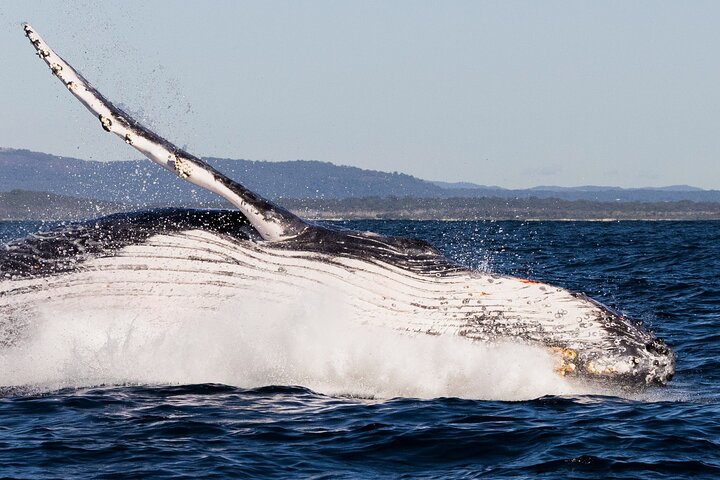 A UNIQUE Whalesongsnoosa Whale watching experience in noosa qld