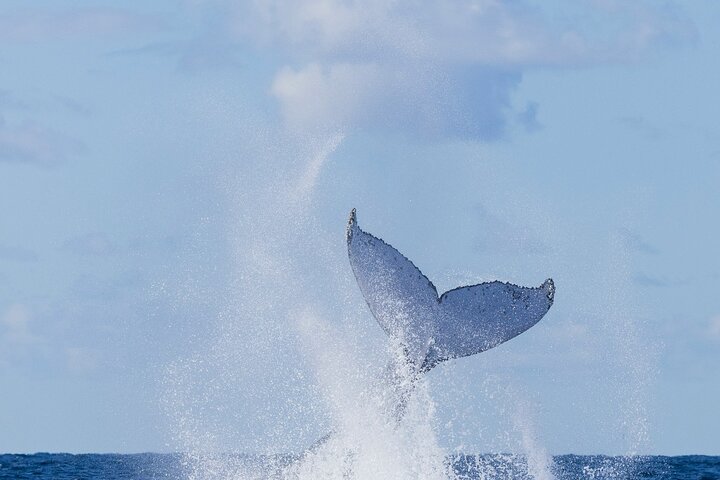 A UNIQUE Whalesongsnoosa Whale watching experience in noosa qld