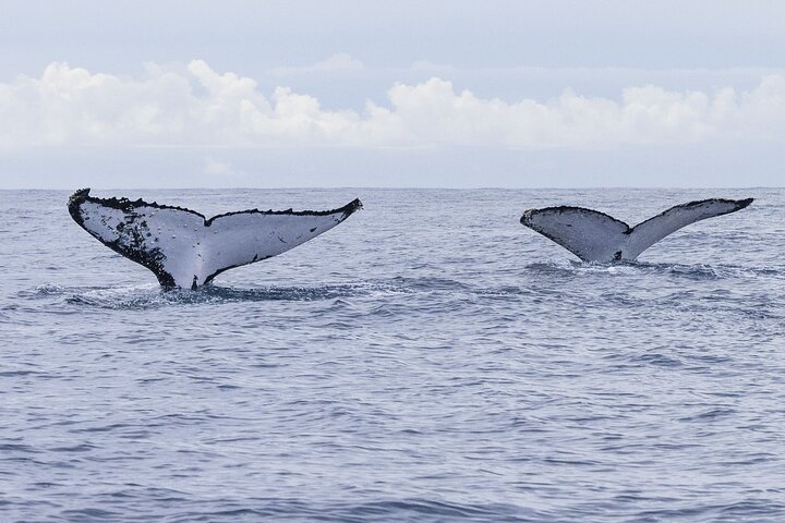 A UNIQUE Whalesongsnoosa Whale watching experience in noosa qld