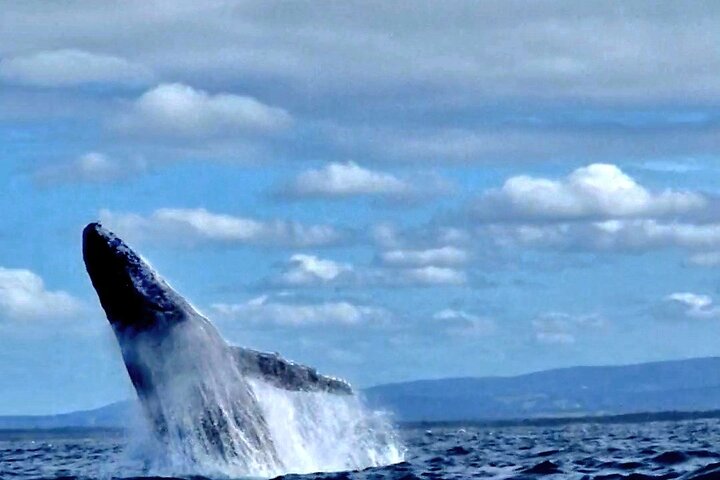 A UNIQUE Whalesongsnoosa Whale watching experience in noosa qld