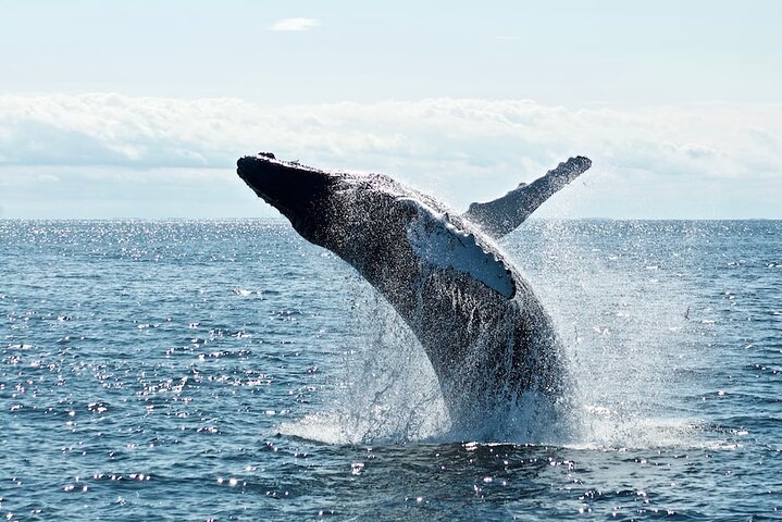 A UNIQUE Whalesongsnoosa Whale watching experience in noosa qld