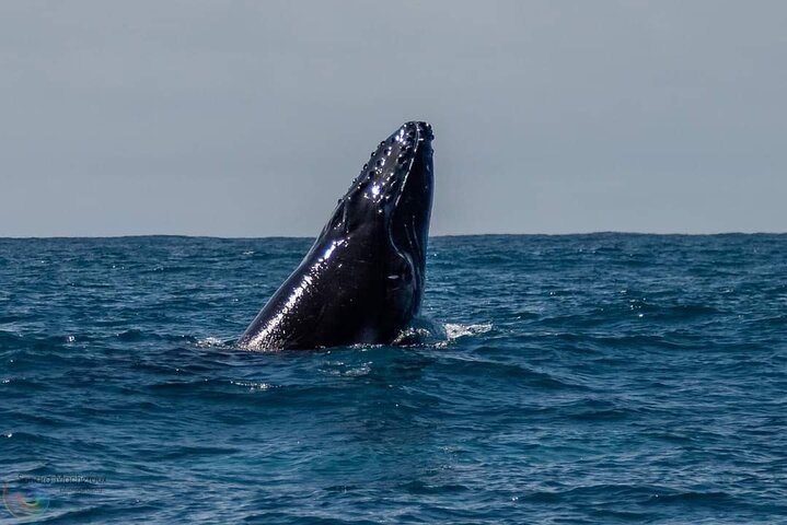 A UNIQUE Whalesongsnoosa Whale watching experience in noosa qld