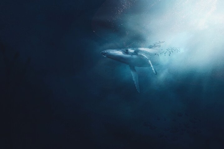 A UNIQUE Whalesongsnoosa Whale watching experience in noosa qld