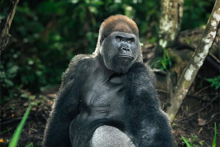 Gorilla Full Day in Lesio Luna Reserve From Brazzaville