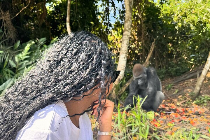 Gorilla Full Day in Lesio Luna Reserve From Brazzaville