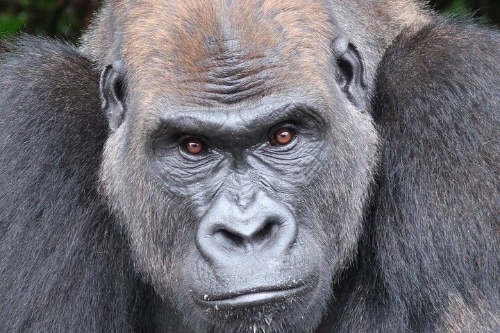Gorilla Full Day in Lesio Luna Reserve From Brazzaville