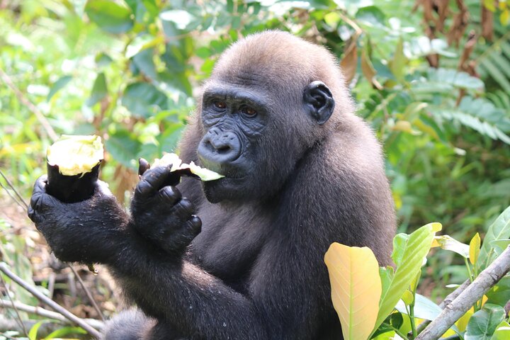 Gorilla Full Day in Lesio Luna Reserve From Brazzaville