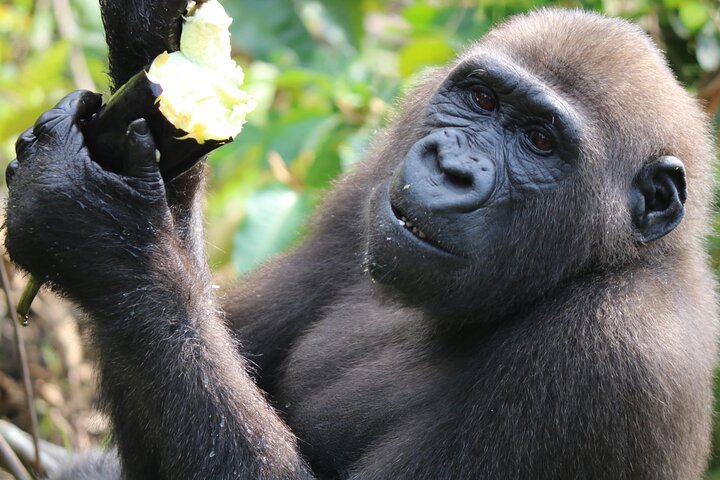 Gorilla Full Day in Lesio Luna Reserve From Brazzaville