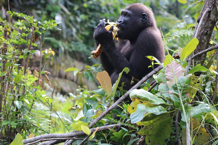 Gorilla Full Day in Lesio Luna Reserve From Brazzaville