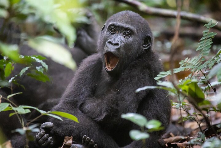 Gorilla Full Day in Lesio Luna Reserve From Brazzaville