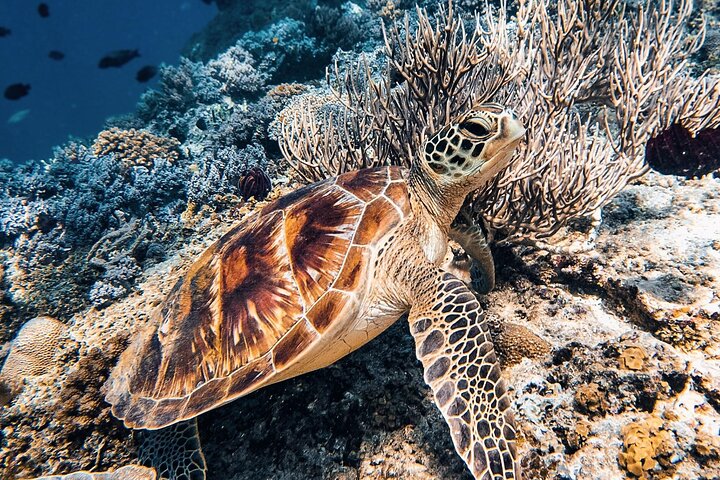 Gili Air: Snorkeling 3 Gili Islands with GoPro Camera