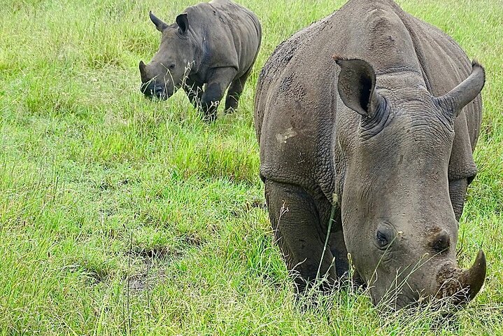 Half Day Giraffe Center,Baby Elephant&Karen Blixxen Guided Tour