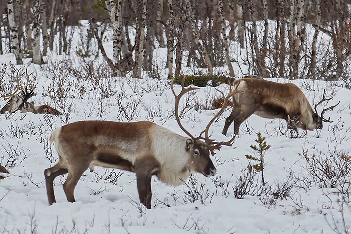 Half day Wildlife and Nature Photography