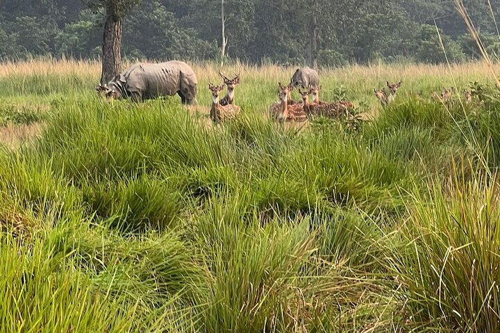 2Night 3Day Chitwan Jungle Tower Night Stay and CNP Nepal Safari