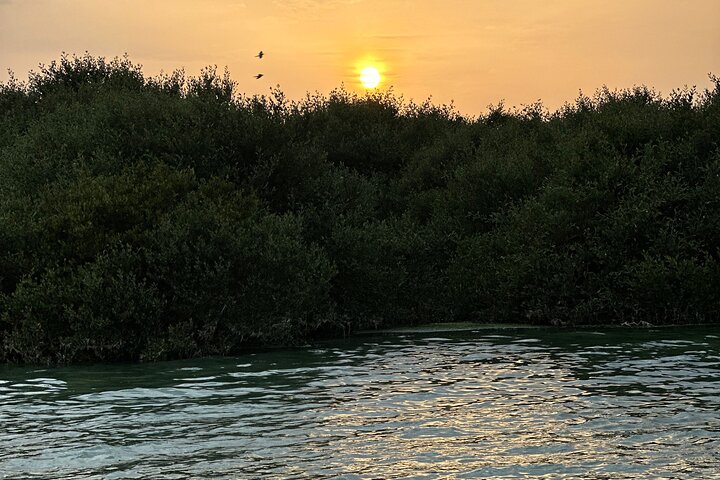 Mangrove Kayak Tour