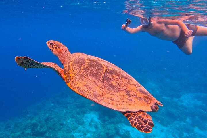 Snorkeling in Menjangan Island with Pickup and Lunch
