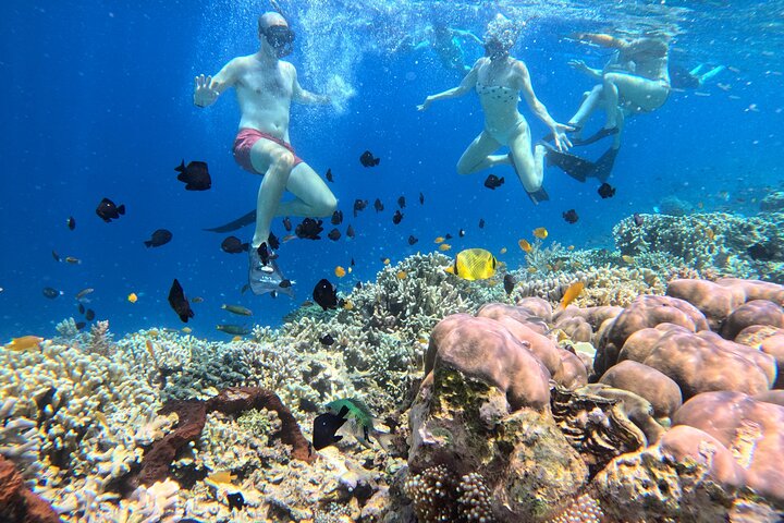 Snorkeling in Menjangan Island with Pickup and Lunch