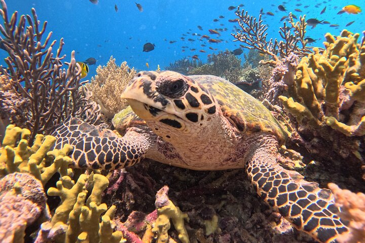 Snorkeling in Menjangan Island with Pickup and Lunch