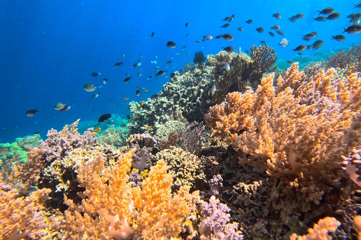 Snorkeling in Menjangan Island with Pickup and Lunch