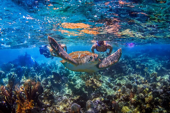 Hidden Cenote Swim: Snorkeling, Sea Turtles and Beachside Lunch