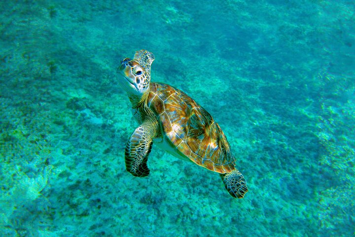 Hidden Cenote Swim: Snorkeling, Sea Turtles and Beachside Lunch