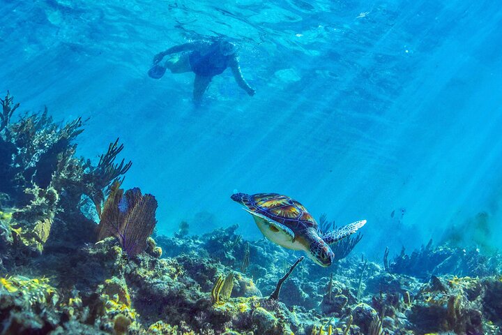 Hidden Cenote Swim: Snorkeling, Sea Turtles and Beachside Lunch