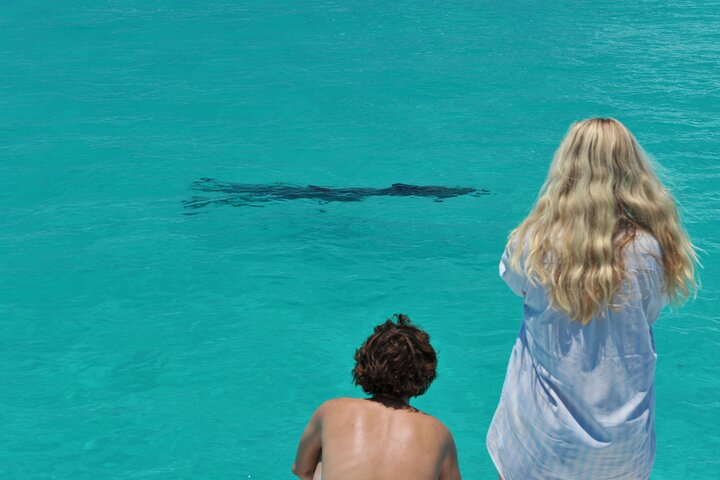 Key West Dolphin Watch and Snorkel Tour - Eco Adventure