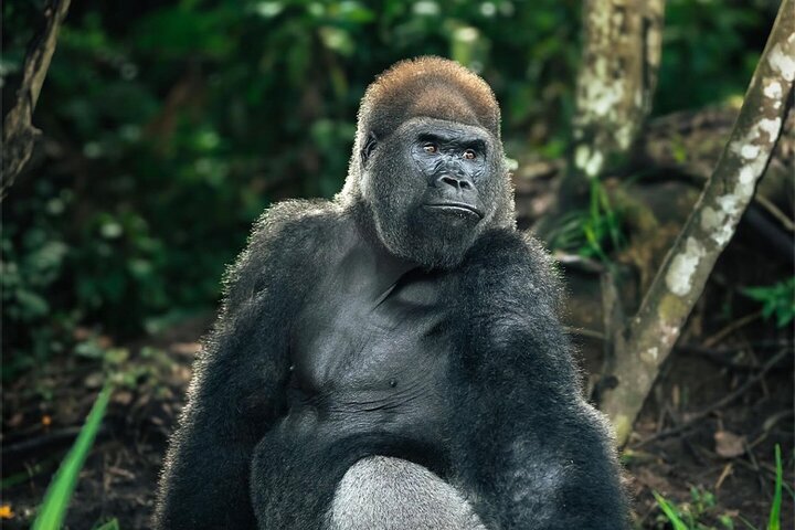 Gorilla Full Day in Lesio Luna Reserve From Brazzaville