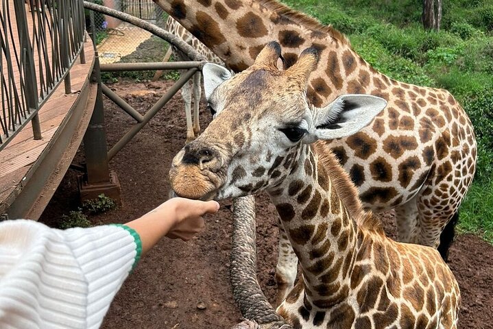 Half Day Giraffe Center,Baby Elephant&Karen Blixxen Guided Tour