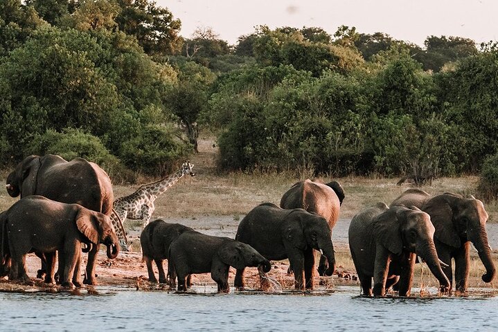Chobe Day Trip Safari from Livingstone