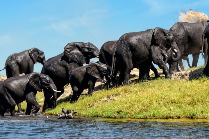 Chobe Day Trip Safari from Livingstone